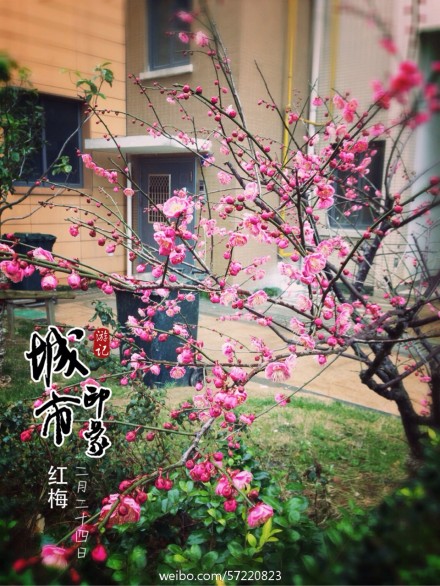 春光无限好年轻人赏春摆花朵秀爱情(图)