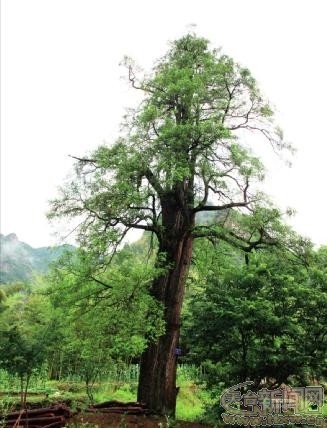 古树森森绿意浓 望山见水满目春