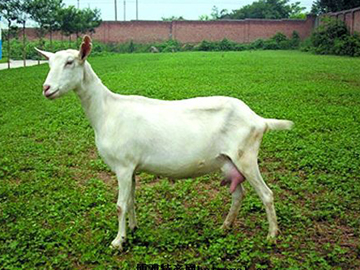 家人对牛奶过敏 杭州女子在家养了一头奶山羊