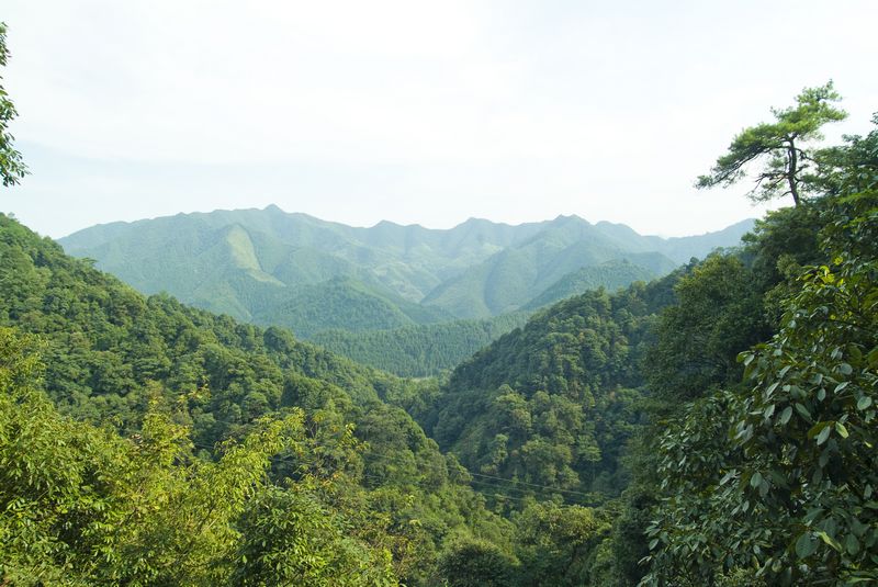 开化古田山