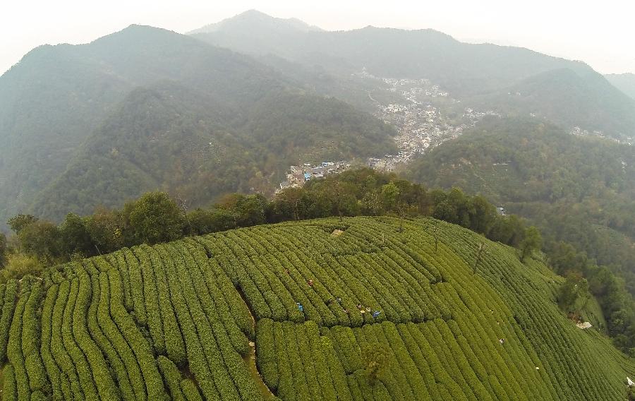 3月20日,杭州西湖龙井茶一级保护区内的翁家山村茶园.
