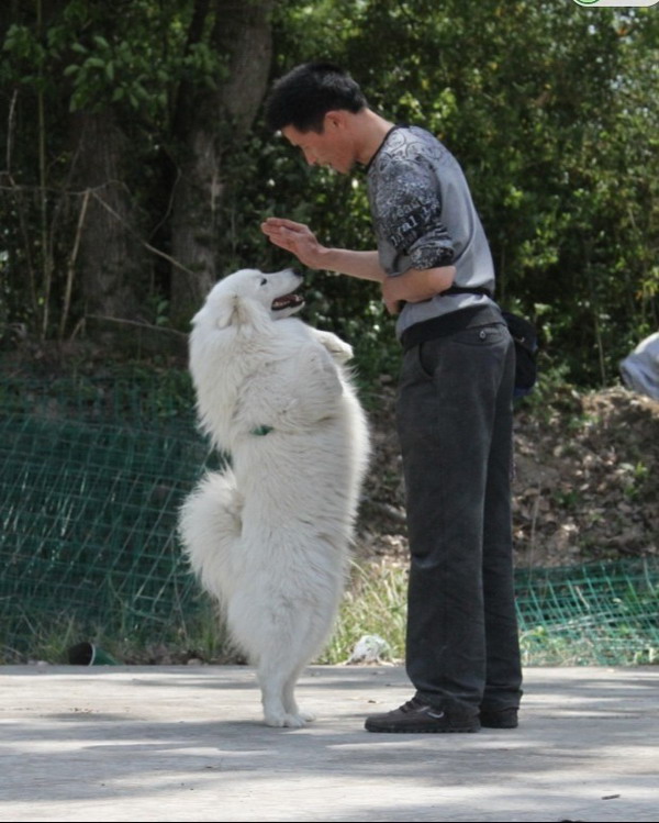 朱天龙:瞄准宠物犬产业