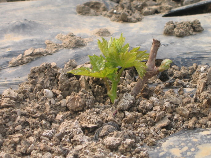 百余葡农参加栽培技术培训 4万亩葡萄重在提质