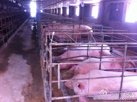 养猪场分集团养殖提高繁圈舍的繁殖率(图)泰禾地产母猪设计研发部简介图片