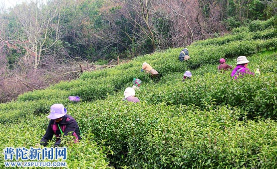 “明前茶” 进入旺产期