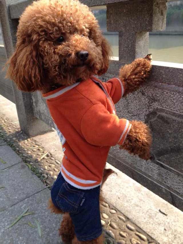 心爱的棕色\泰迪\走失了