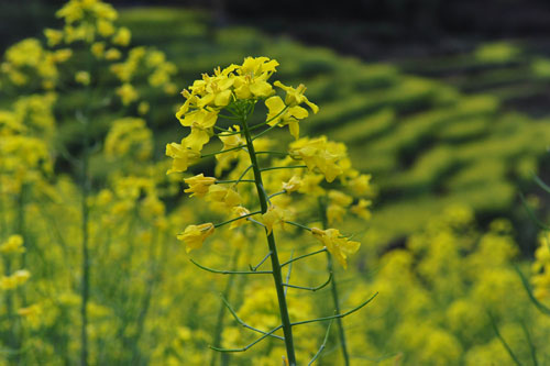 大街赏花:春天的请柬--龙游新闻网