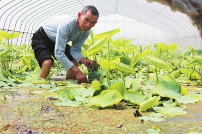 种植大棚藕效益好