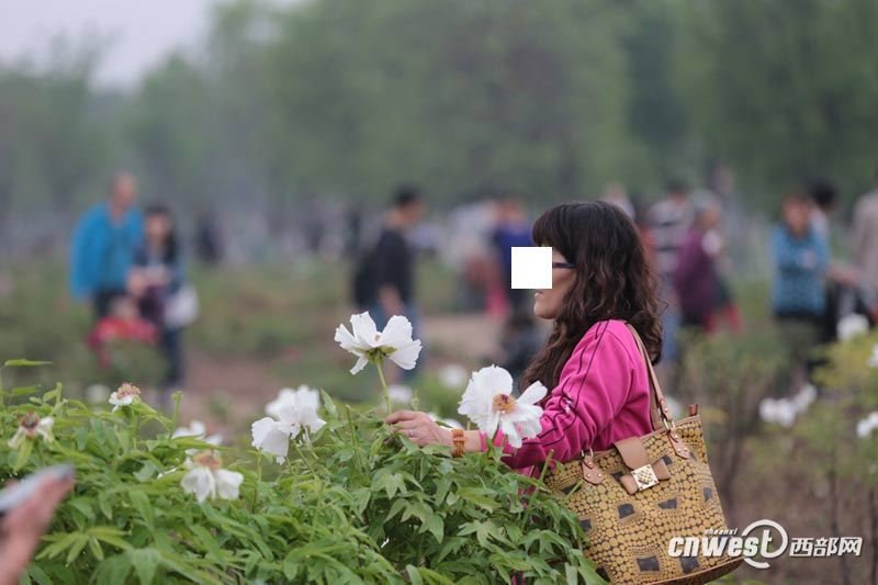 大量游人,市民随意进入牡丹花园,手持牡丹花拍照