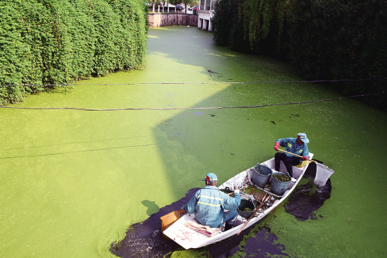 清除公园水池绿藻