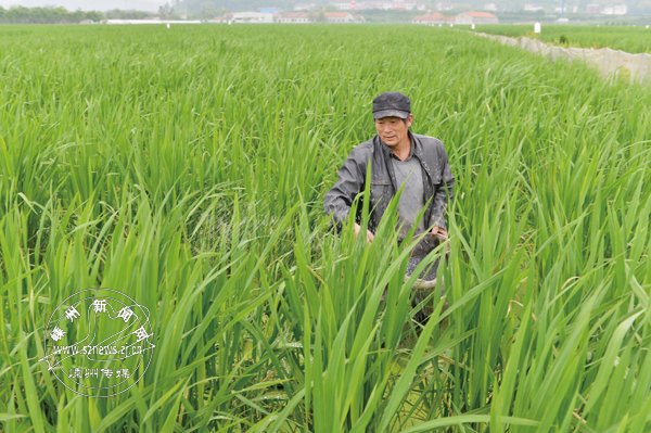 江夏茭白丰收在望