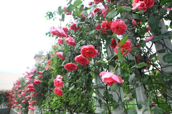 玫瑰花墙扮靓国家东部公园--开化新闻网