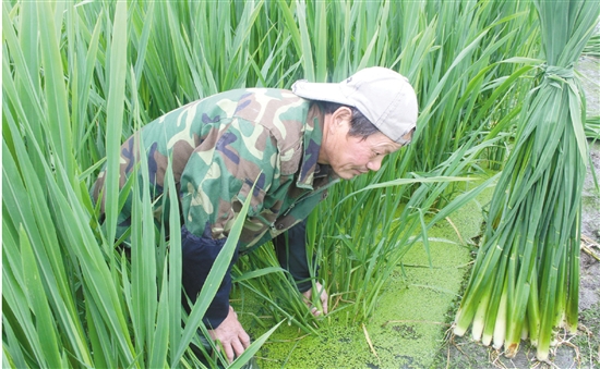 4月27日,东关街道金鸡山村茭白种植基地,种植户梁关苗夫妻正在忙着