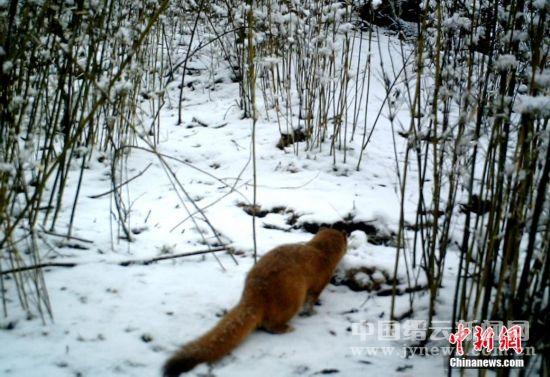 红外线自动感应相机捕捉九寨沟野生动物影像-
