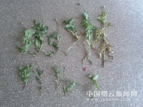 杜某非法种植罂粟苗被依法取保候审--缙云新闻网