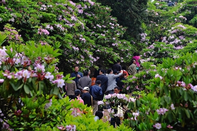 2014天台山云锦杜鹃节盛大开幕