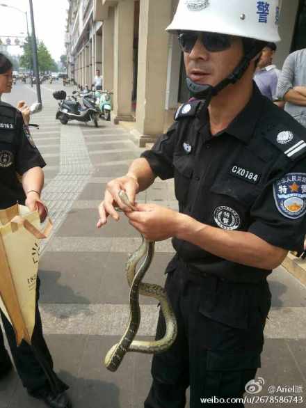 菜花蛇欲拍个人写真 趴在婚纱店大门不离去(