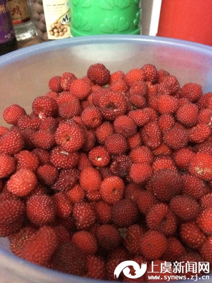 采摘山莓覆盆子正当时--上虞新闻网