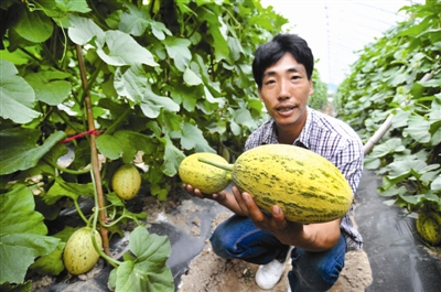 新品种哈密瓜在我县试种成功