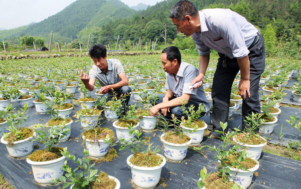 蓝莓苗培育--遂昌新闻网