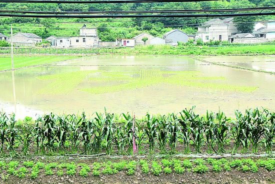 桃花农民稻田里种“侠”字