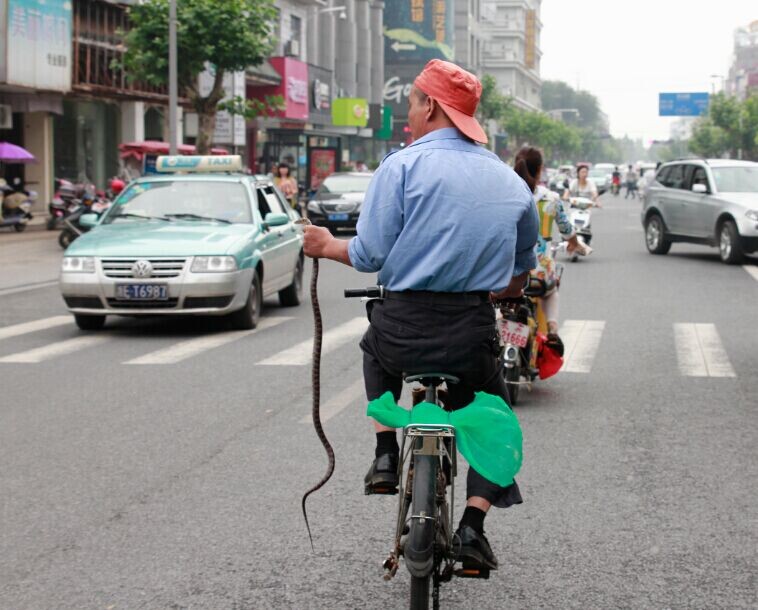 蛇贩手拎活蛇骑行街头 为的是博眼球(图)
