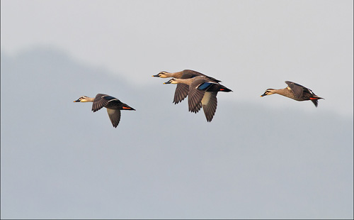 【习作】迁徙的鸟 --龙游新闻网