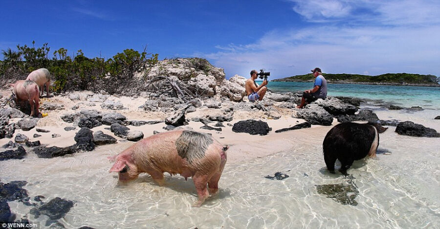 巴哈马群岛陪游小猪爆红 将成纪录片主角-巴