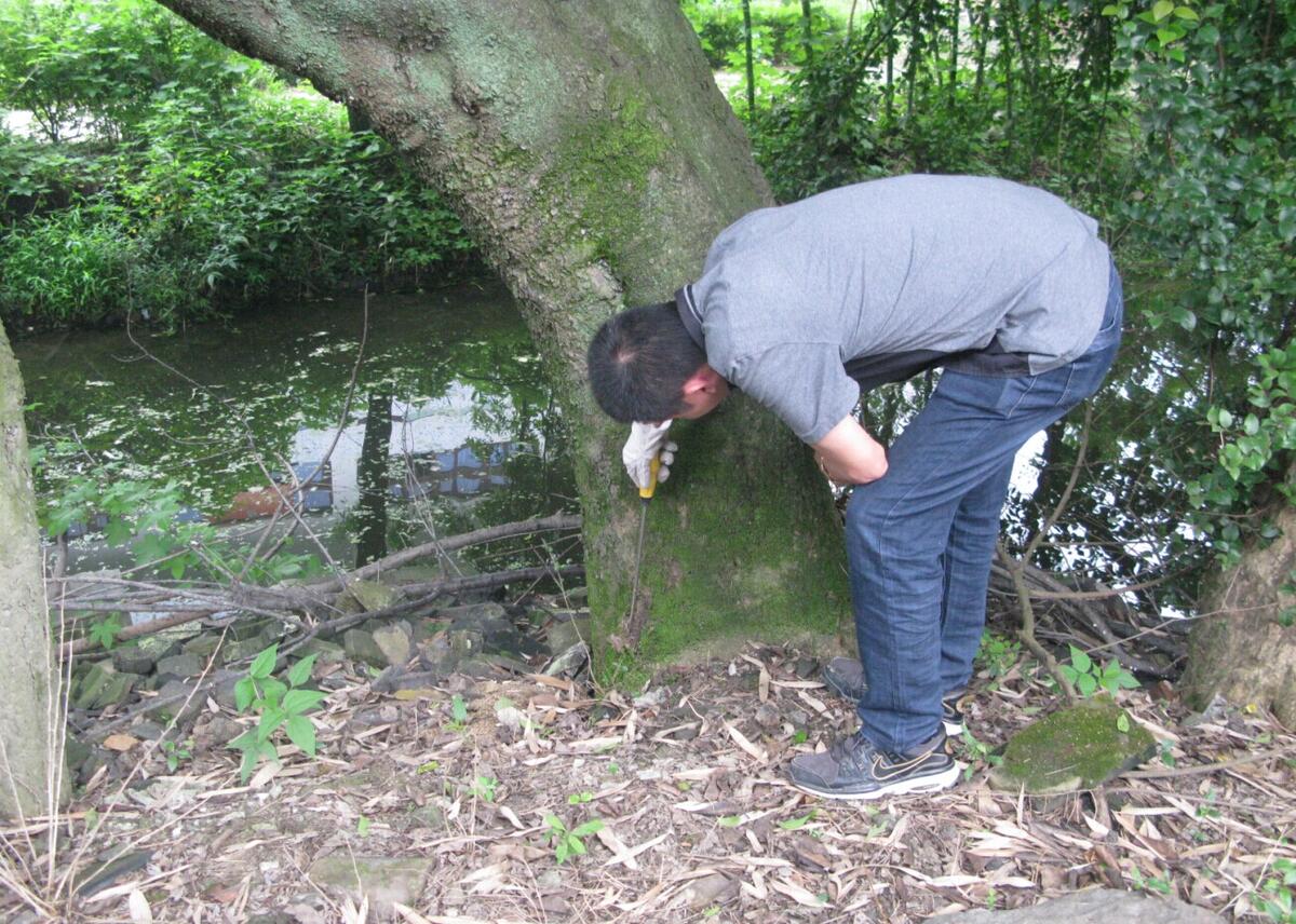 海宁白蚁防治站为全市古树名木“体检”--海宁新闻网