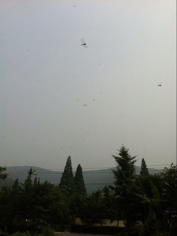 蜻蜓低飞 不风即雨(图)-2-长兴新闻网