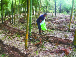 给毛竹林施肥.