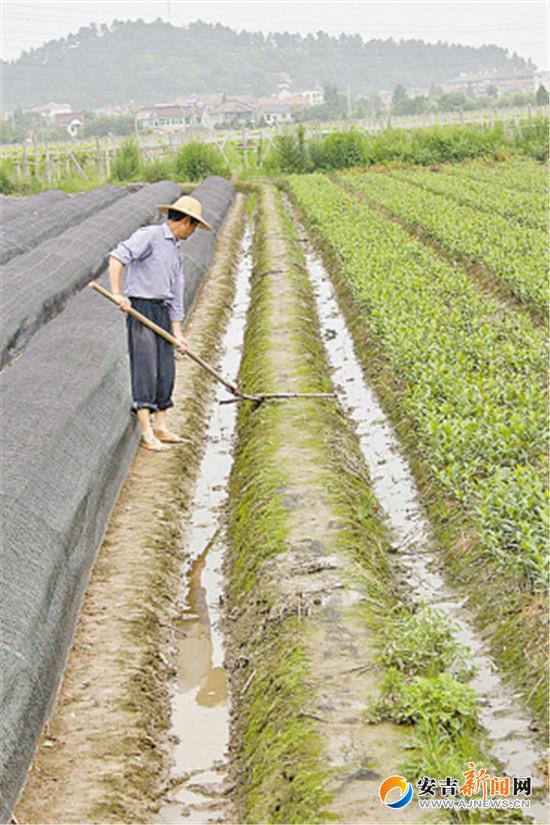 图为村民范小宝巡查完土斗埂后,又忙着疏通自家田里的沟渠.