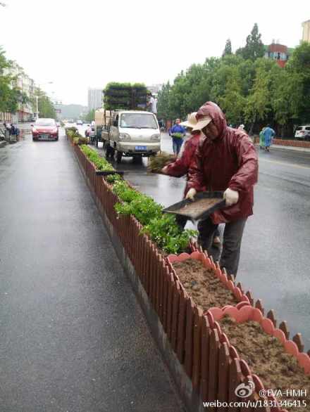 绿化工人冒雨植绿 扮靓城市道路(图)