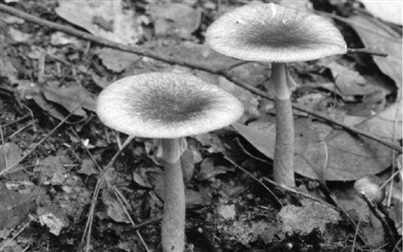 二两野蘑菇毒翻夫妻俩可能是有毒的鹅膏菌