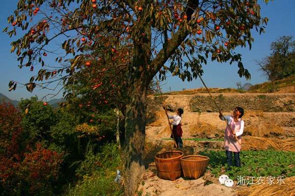 古道,山泉,老树,飞鸟—衢州东坪村的田园时光