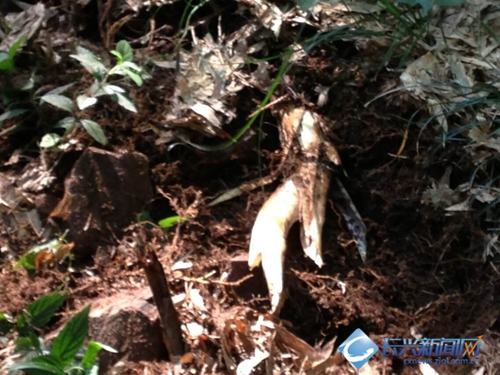 又到鞭笋收获季 村民上山挖笋忙(图)