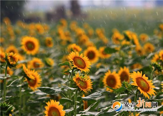 昨天,在灵峰街道的向日葵园地里,向日葵在雨中盛开 夏鹏飞 摄