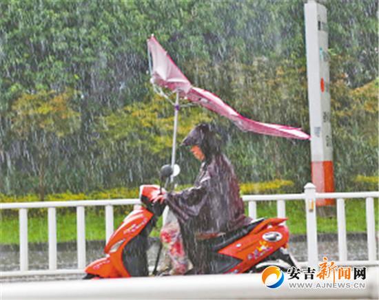 市民在雨中骑电瓶车,风雨过大遮阳伞被吹翻.於袁民 摄