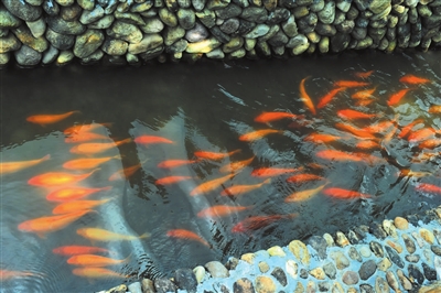 就地取材打造民族特色村--武义新闻网