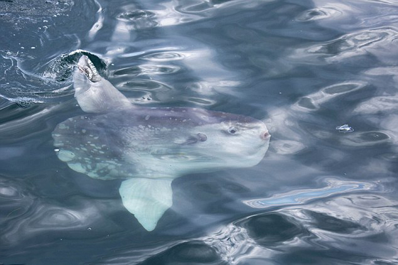 摄影师拍罕见翻车鲀水面觅食照:主要捕食水母