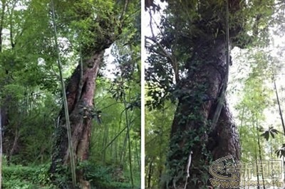 树什么竹成语_成语故事图片(2)