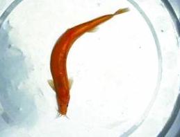 人֡ƽ