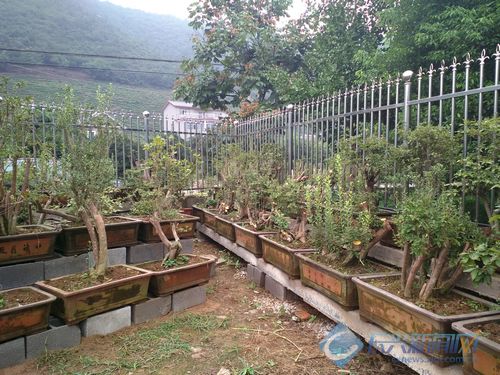 村民盆栽上架防白蚁 保障映山红好品质(图)