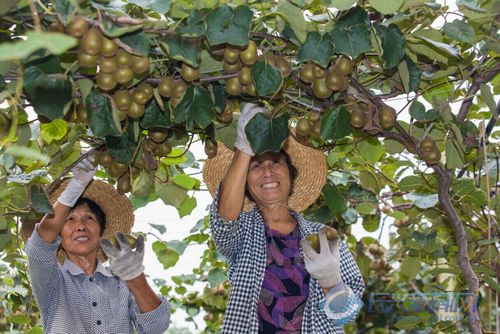 本地猕猴桃喜获丰收 气候适宜促产量大增(图)