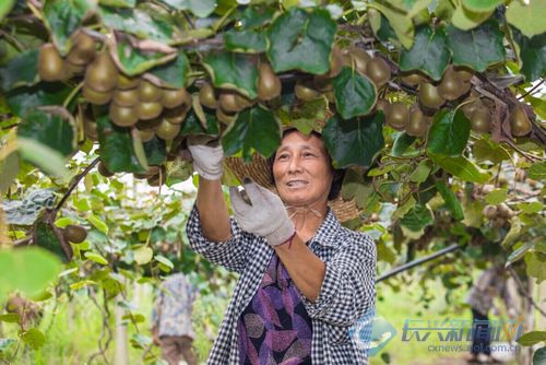 本地猕猴桃喜获丰收 气候适宜促产量大增(图)