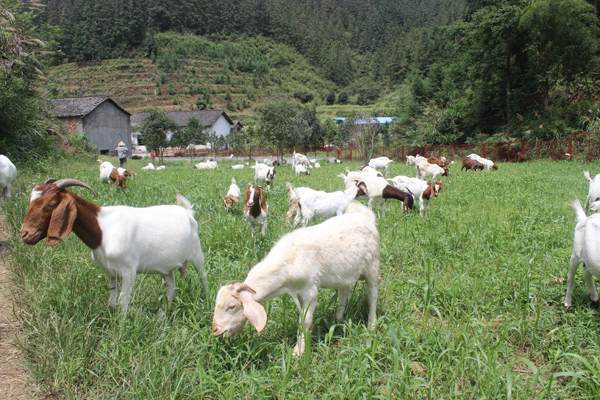 伊秀家庭农场圈养山羊 实现济效益与生态效益双赢