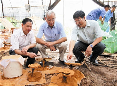 林志彬教授(中,杨宝学教授(右)与李明焱董事长在寿仙谷有机国药基地