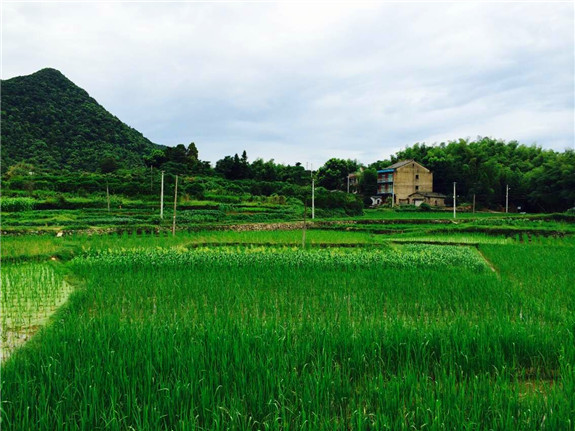 中岙村:绿树村边合 青山郭外斜