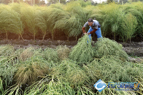 扫帚草收割--长兴新闻网