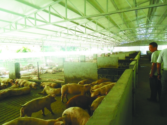 莲都破解畜禽养殖污染难题-浙江在线-丽水频